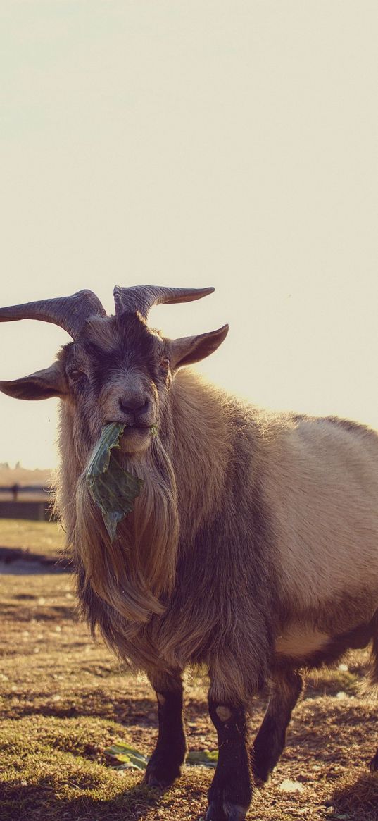 goat, grass, food