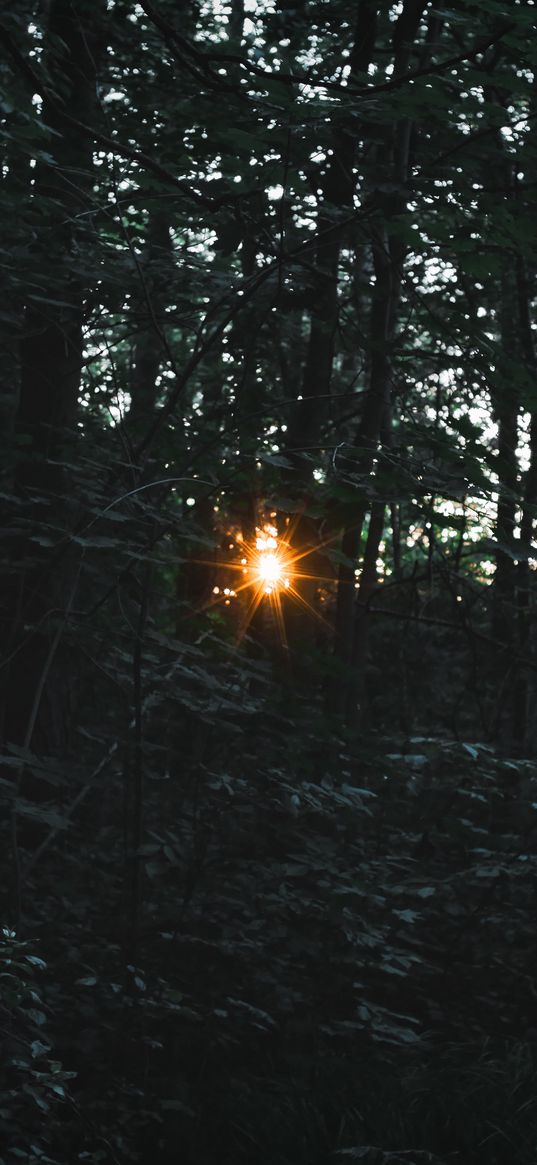 trees, light, beam