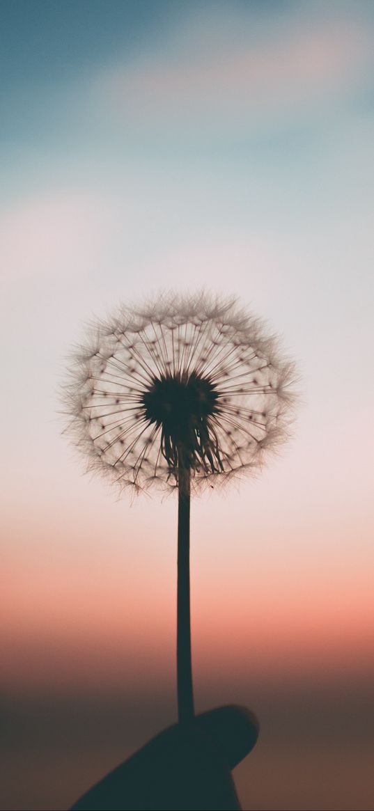 dandelion, blur, fluff, hand