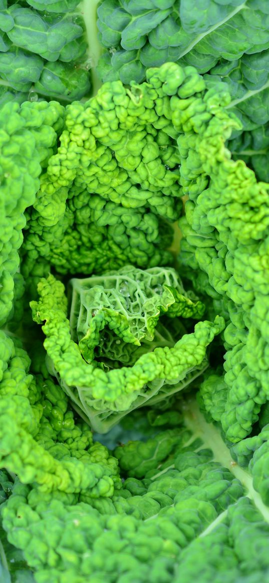 savoy cabbage, vegetable, leaves