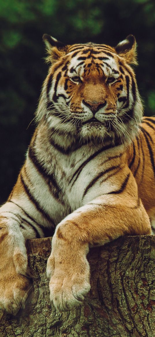 amur tiger, tiger, predator, big cat