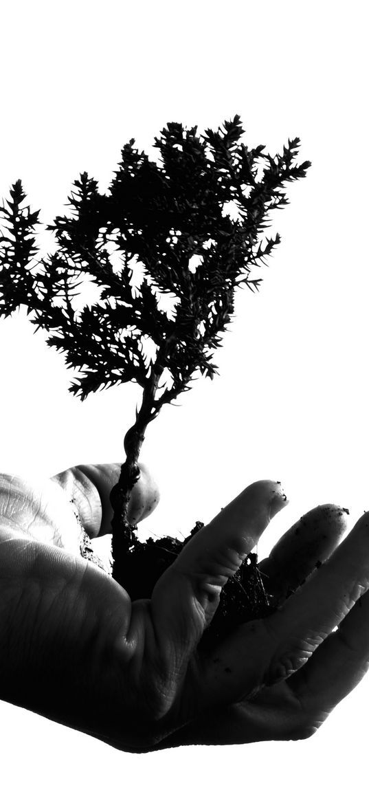 hand, wood, earth, bw