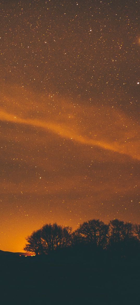 starry sky, night, stars, trees