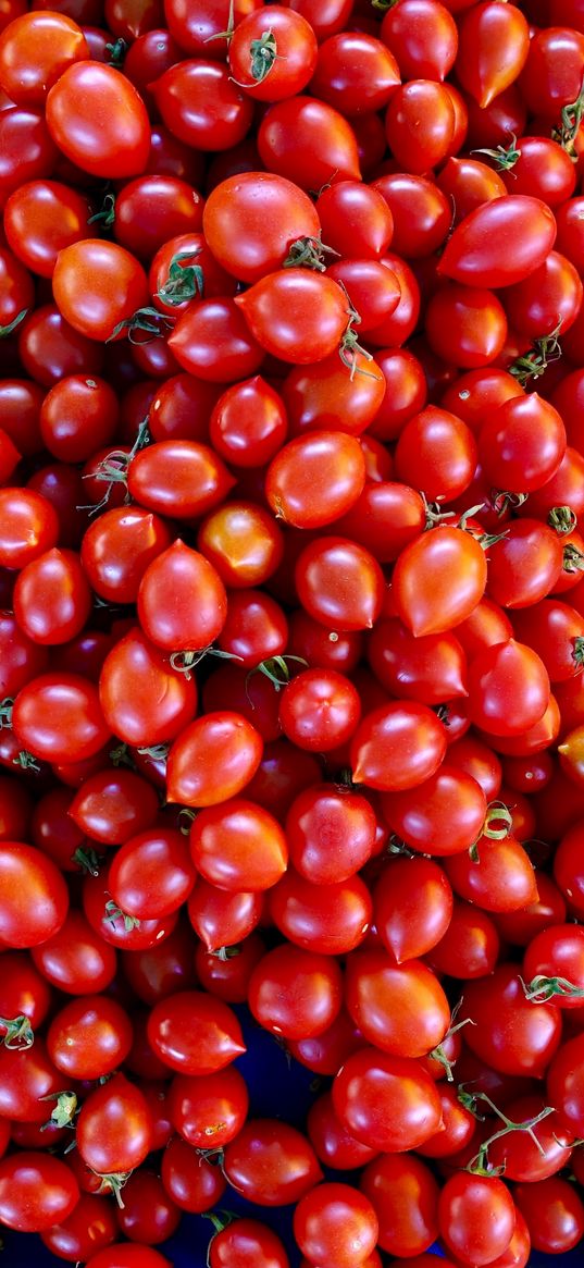 tomatoes, tomato, vegetables, harvest