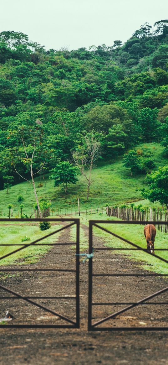 pasture, stable, gates, trees, grass