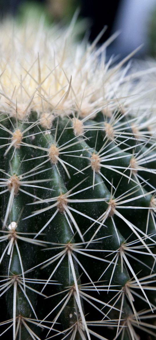 cactus, succulents, thorns, close-up