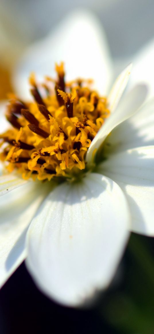 bidens ferulifolia, flower, closeup