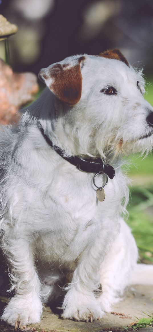 dog, walk, light, sits