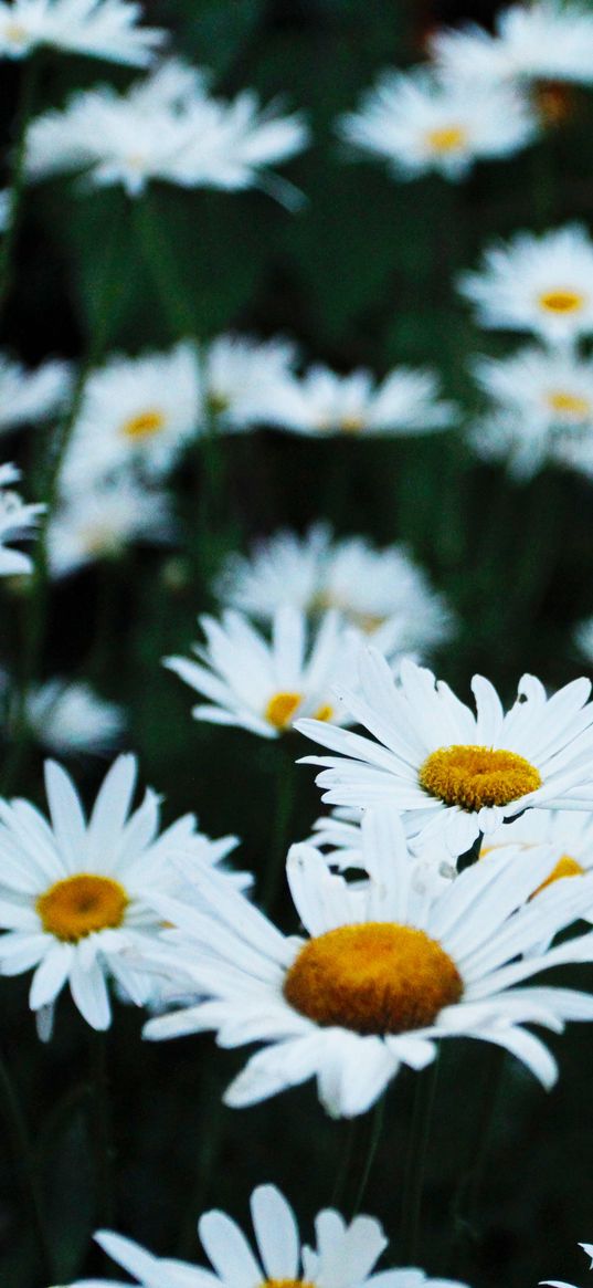 chamomile, flower bed, field