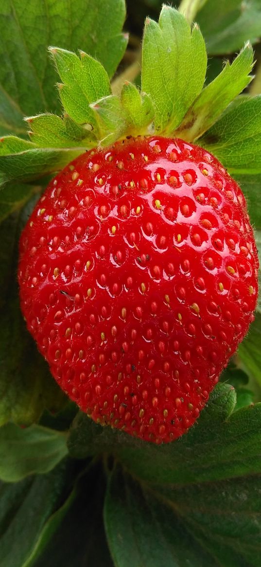 strawberry, berry, fruit, ripe