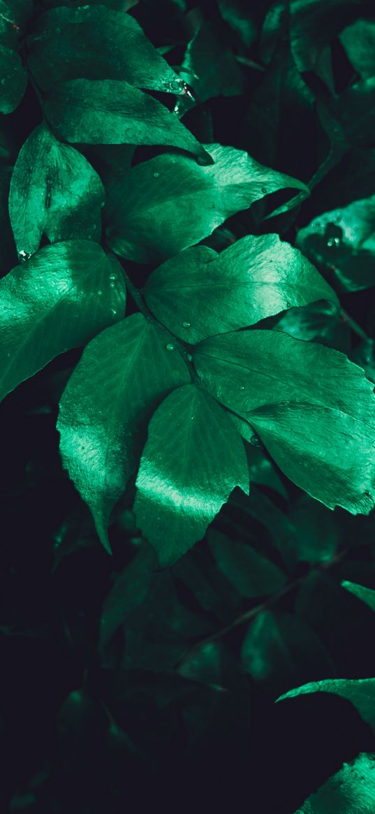 leaves, plant, gloss, surface