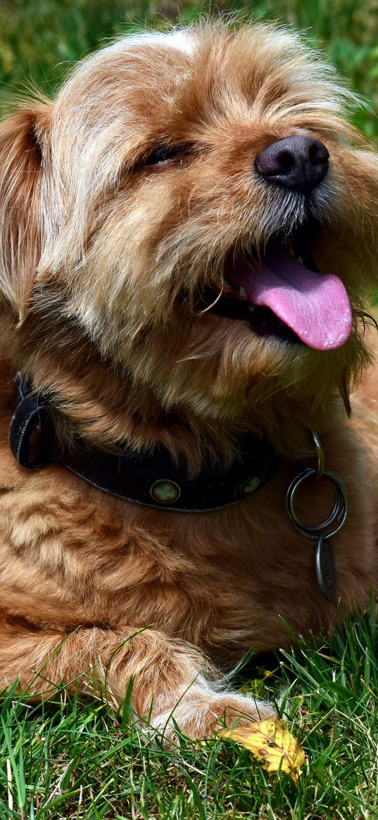 terrier, dog, muzzle, protruding tongue