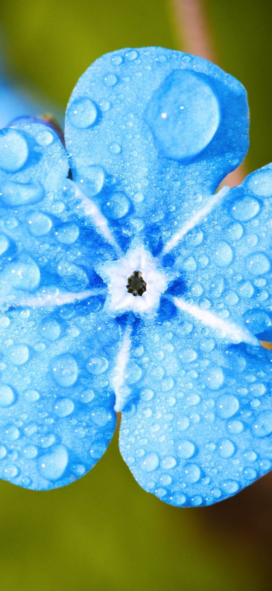 myosotis, forget, macro, drops, blue