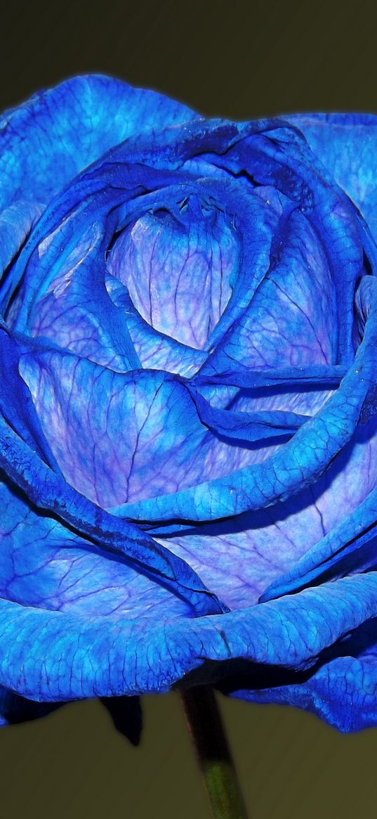 blue rose, rose, bud, petals