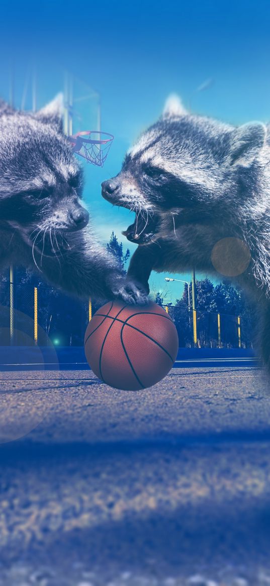 raccoons, basketball, photoshop