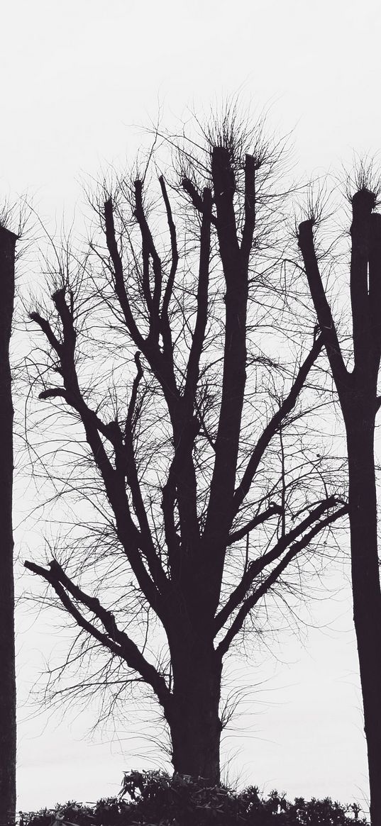 trees, branches, aesthetic, bw