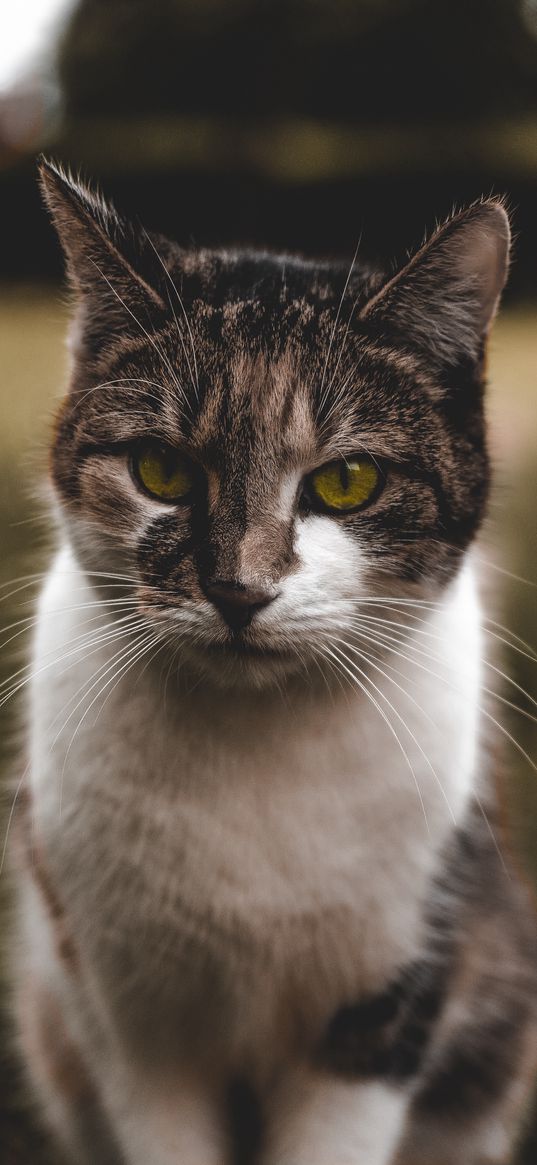 cat, muzzle, spotted, sits