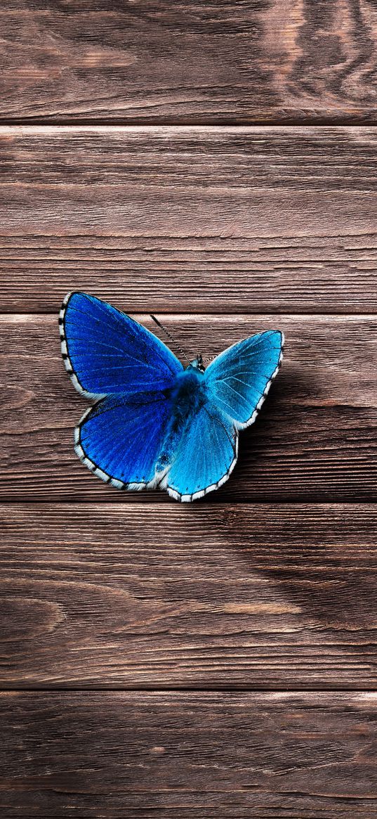 butterfly, surface, wooden