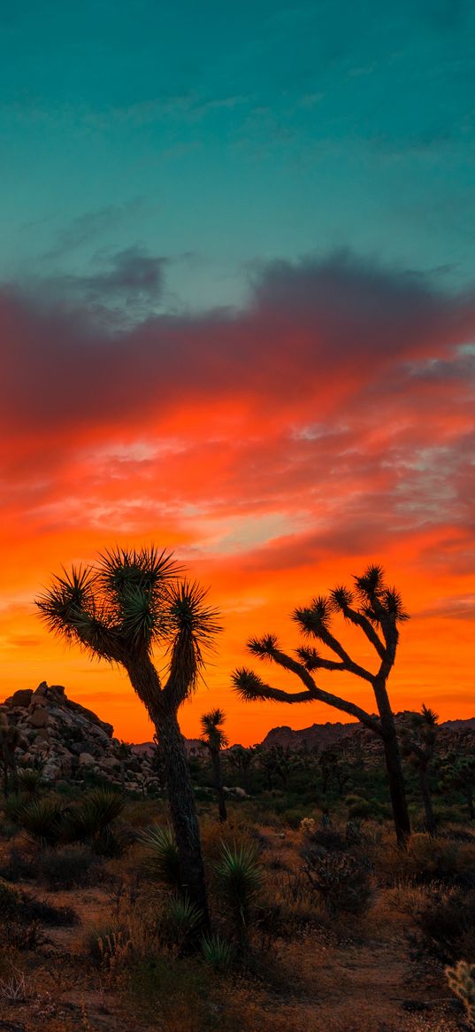 joshua tree, park, sunset, trees