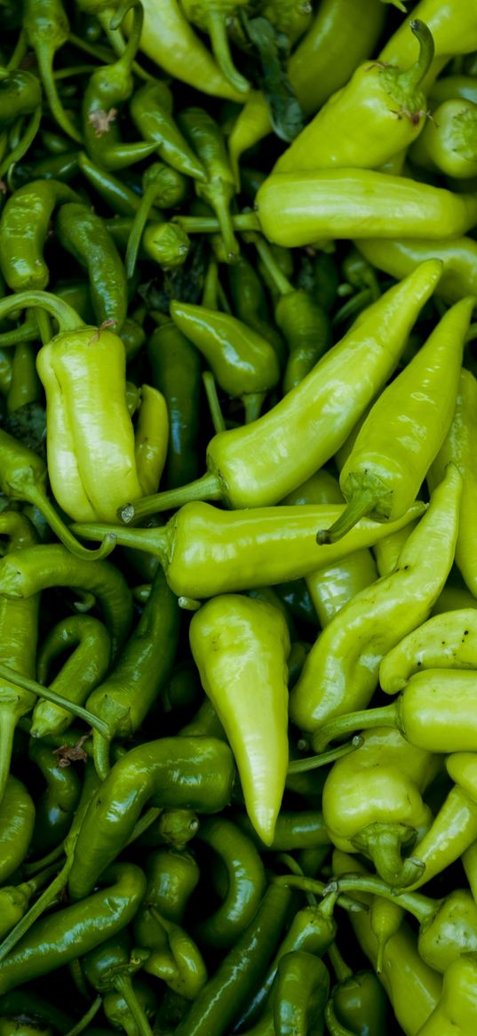 pepper, chile, sweet pepper, green