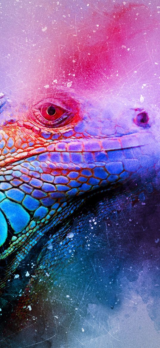 iguana, reptile, art, colorful