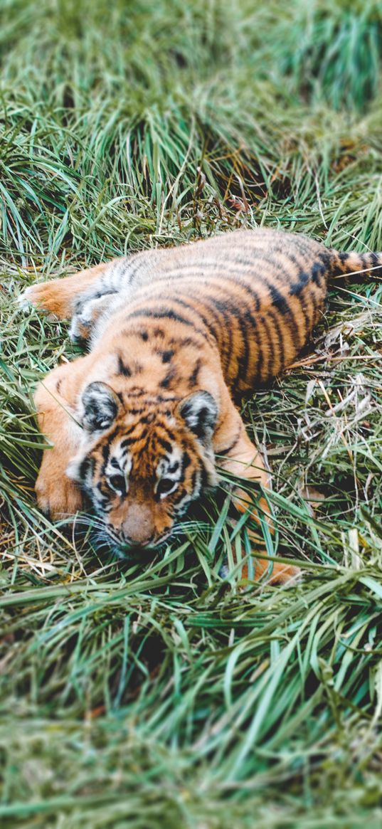 tiger cub, tiger, predator, grass, lies