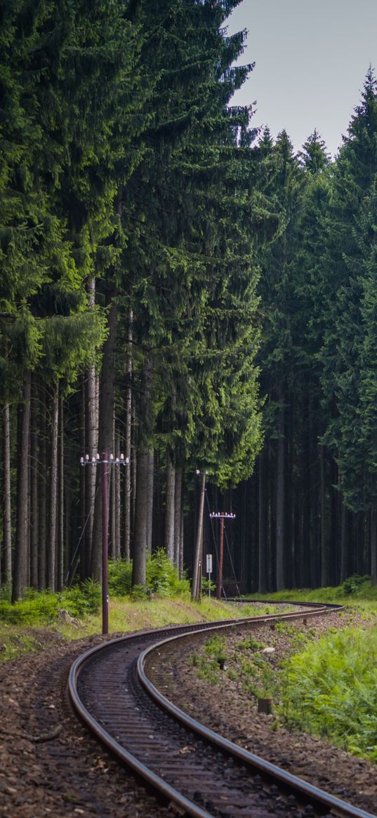 trees, forest, railway