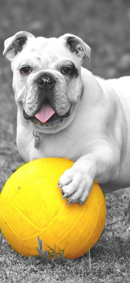 bulldog, dog, ball, playful