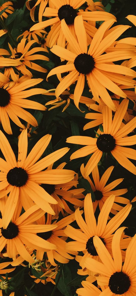 coneflowers, flowers, flowerbed, many