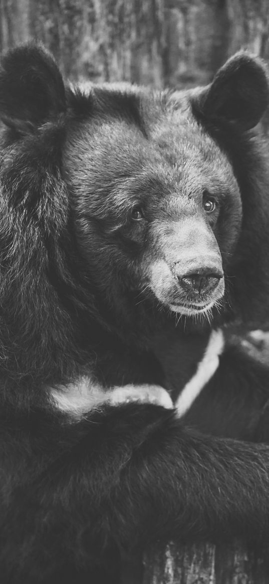 bear, black, sadness, look, bw