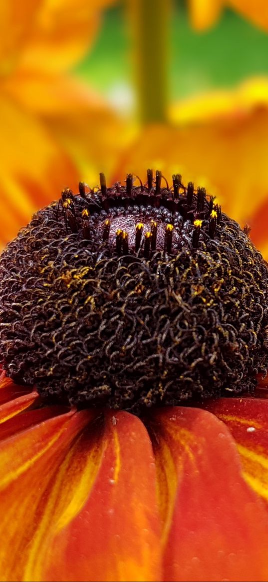 coneflowers, flower, closeup