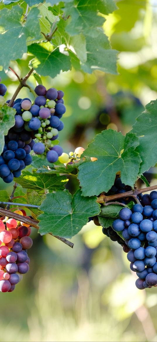 grape, vine, branches, berries