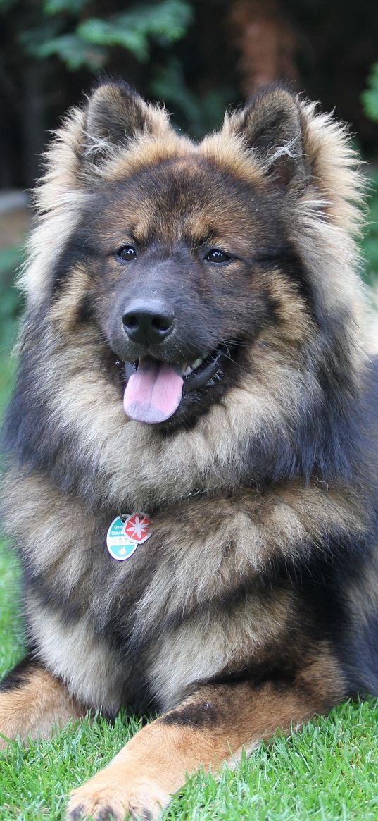 eurasier, eurasian dog, dog, lies