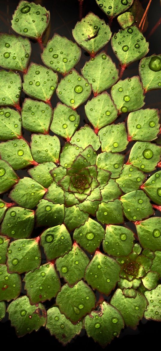 water lily, leaves, water