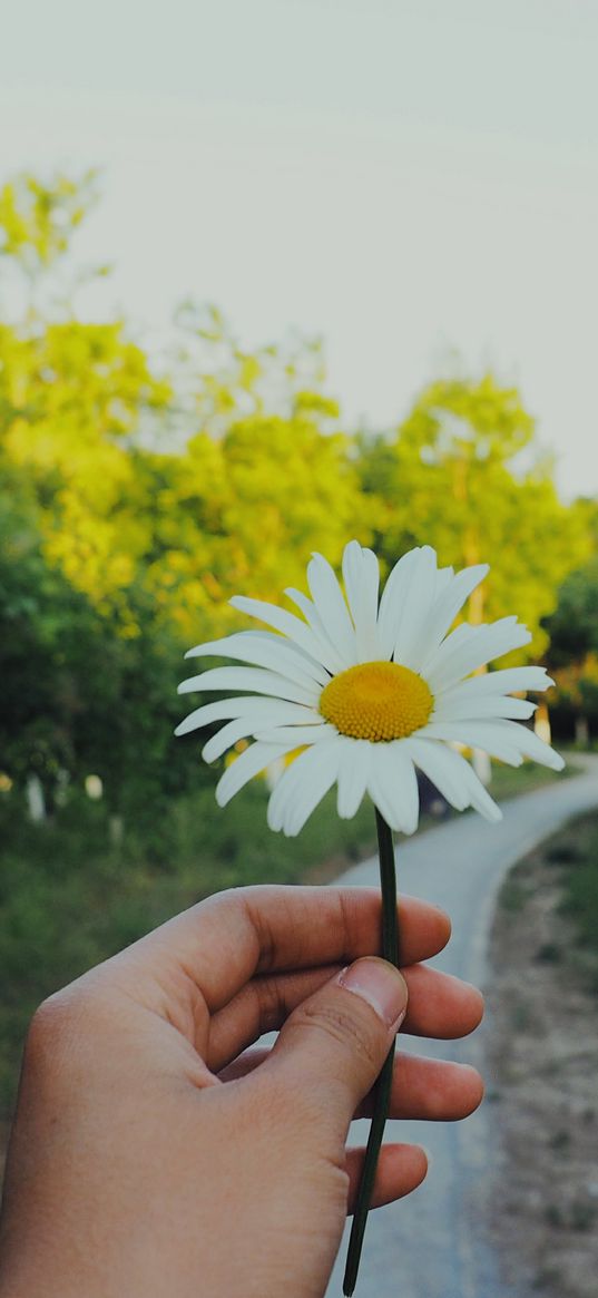 daisy, hand, flower, summer