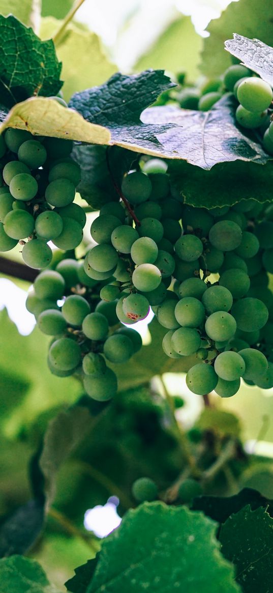 grapes, berries, vine, branch