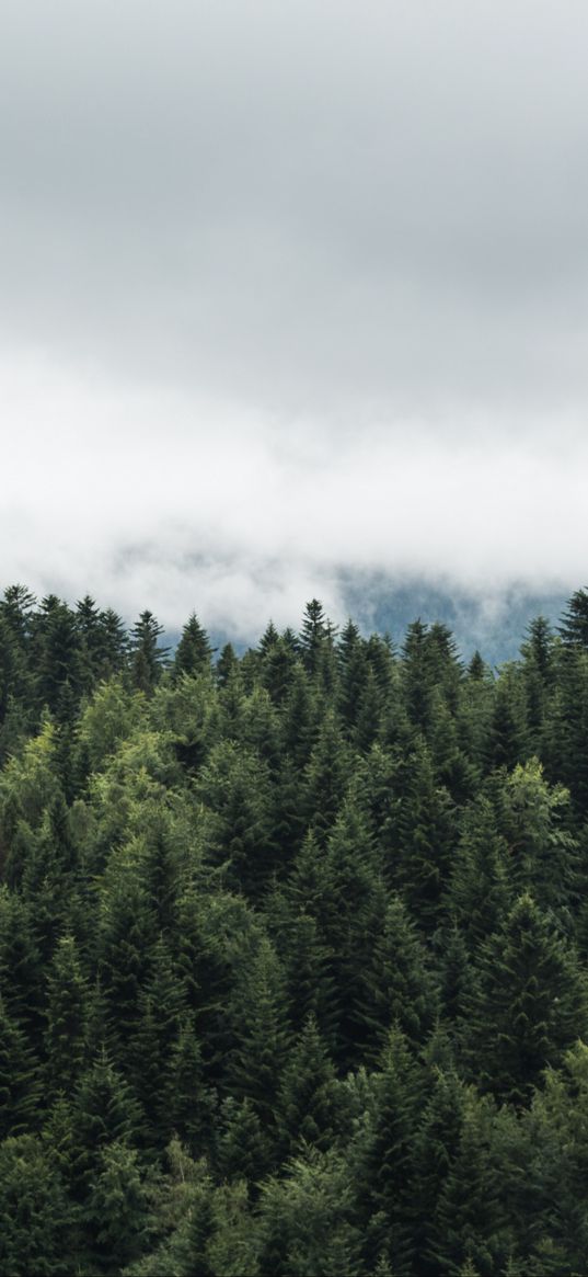 trees, tops, fog, clouds