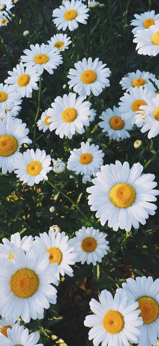 daisies, glade, flowers, grass