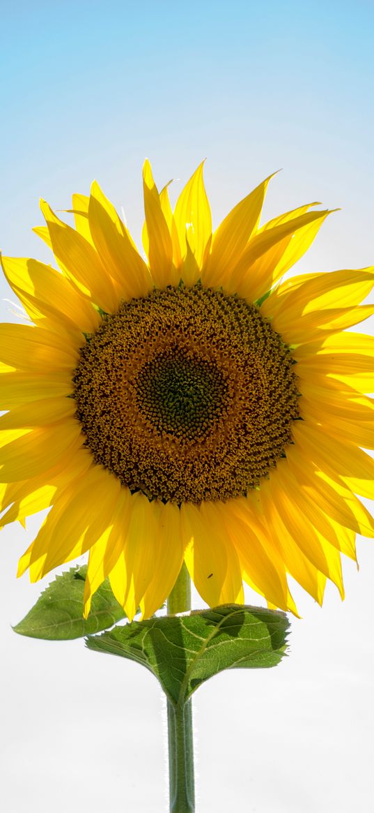 sunflower, flower, petals, seeds