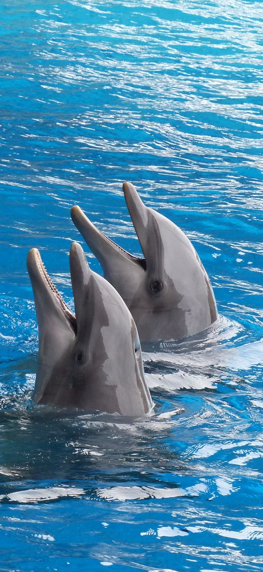 dolphins, couple, duet, water