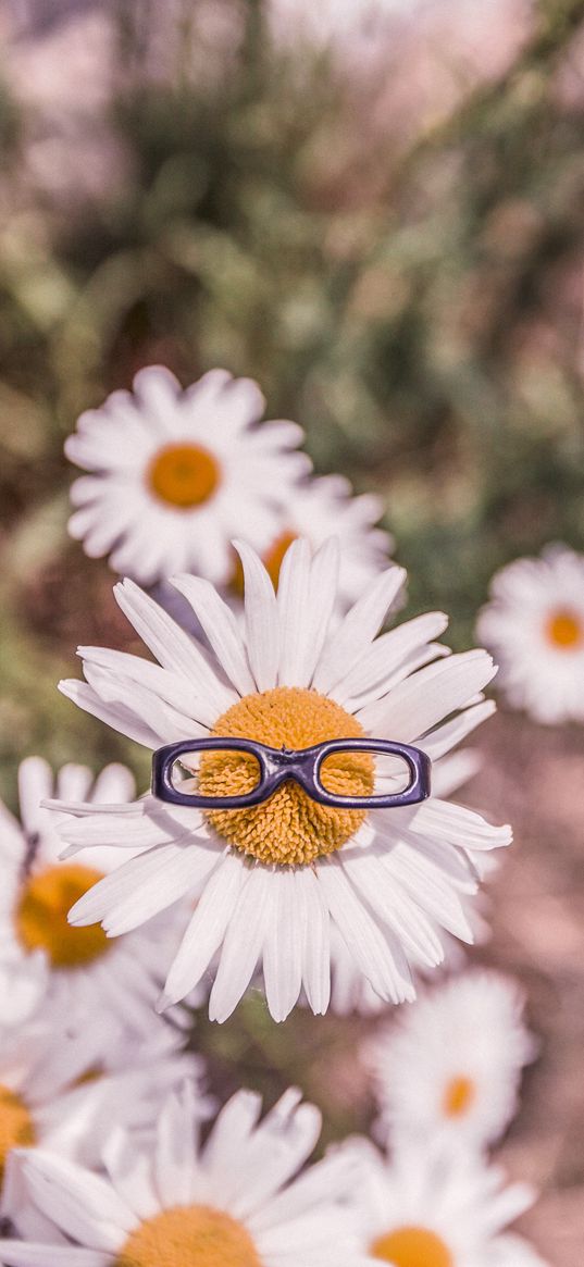 chamomile, glasses, flower bed, blur