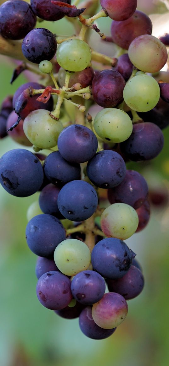 grapes, berries, branch, vine