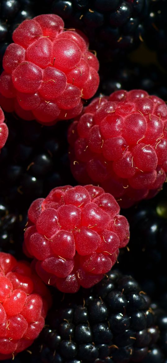 raspberries, blackberries, berries, ripe