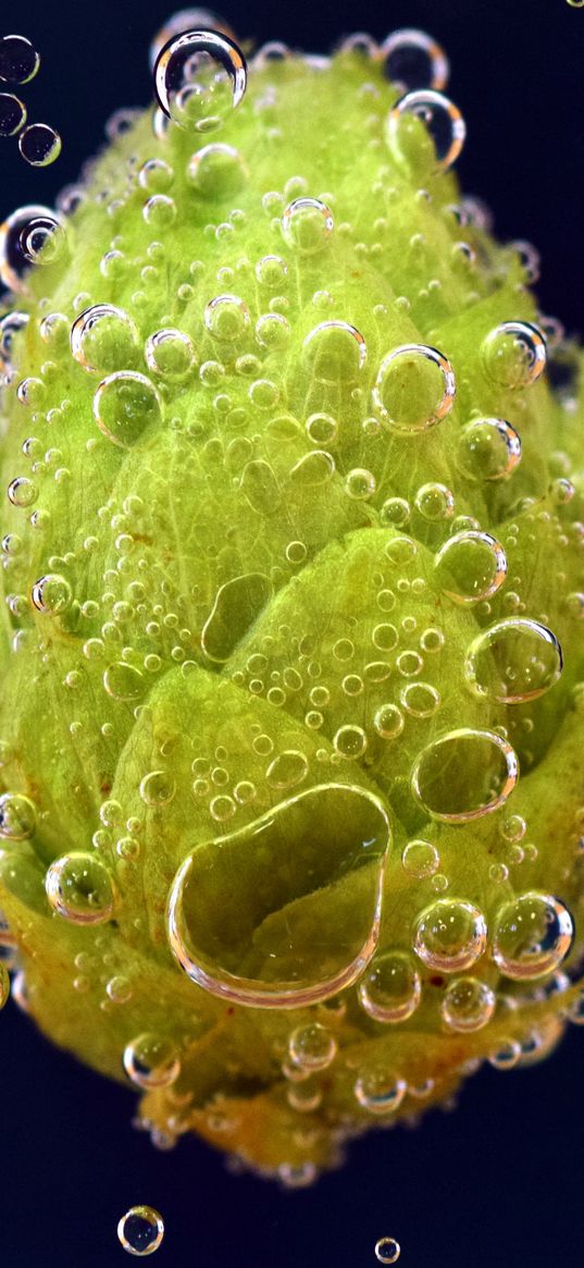 hops, drops, closeup