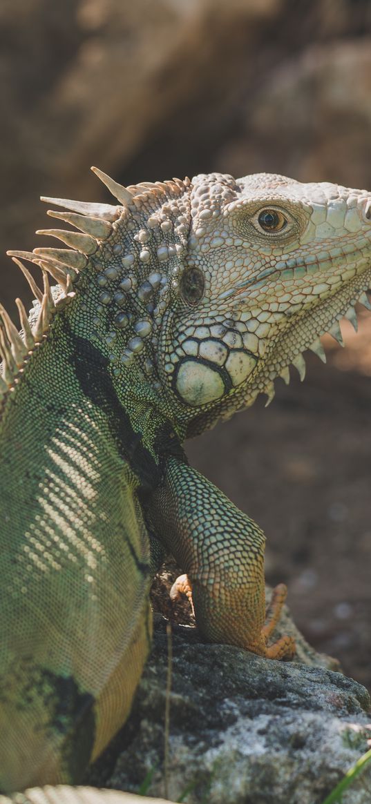 iguana, reptile, pangolin