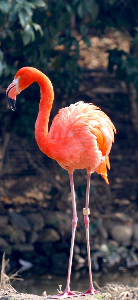 flamingo, bird, color