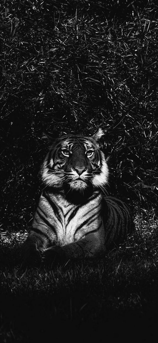 tiger, predator, lying, bw