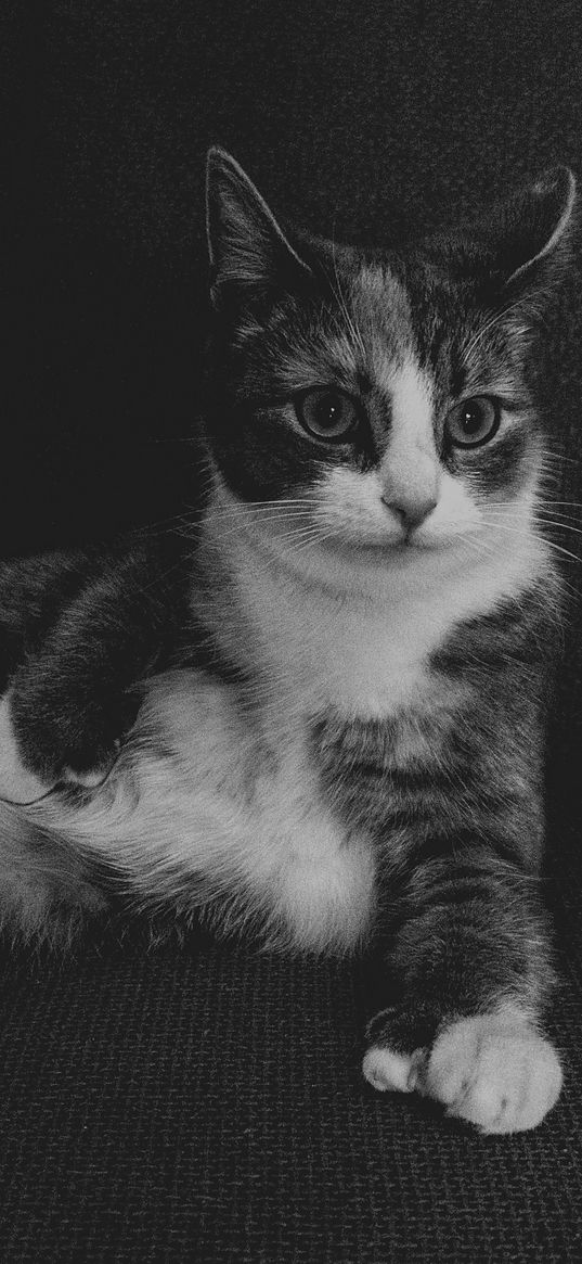 cat, lying, bw, funny