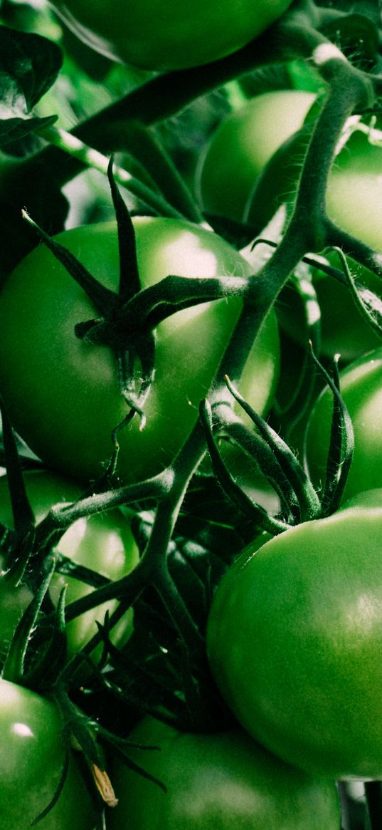 tomatoes, branch, green, shadow