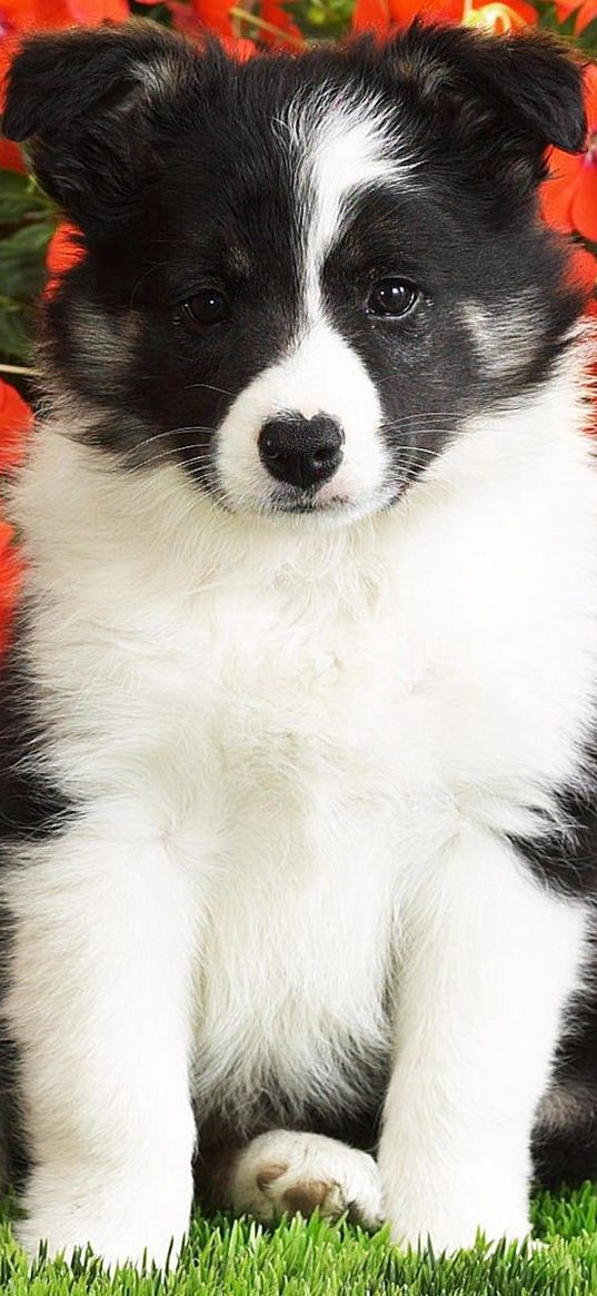 dog, puppy, black, white, spotted, flowers